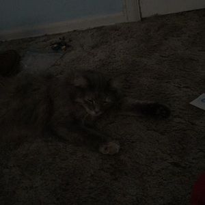 Meet your Posher, Bailey